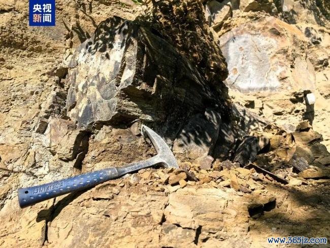 山西阳泉发现约2.95亿年前木化石 国度二级要点保护古生厌世石现身